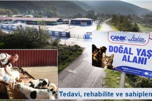 Canik Belediyesi Doğal Yaşam Alanında Can Dostlara Kucak Açıyor 